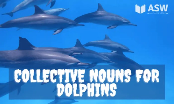 Dolphins nouns aquatic