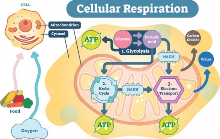 Most cells only store enough atp for