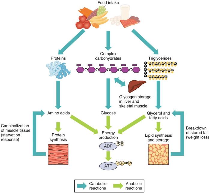 Pharmaceutics organelles primarily generated atp subcellular cellular