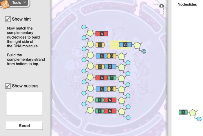 Building dna gizmo answers page 2