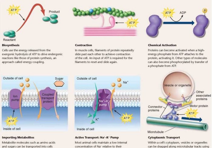 Fuel anaerobic metabolism aerobic exercise carbohydrate vs sources body during metabolic fat atp protein cells used only macronutrients note figure