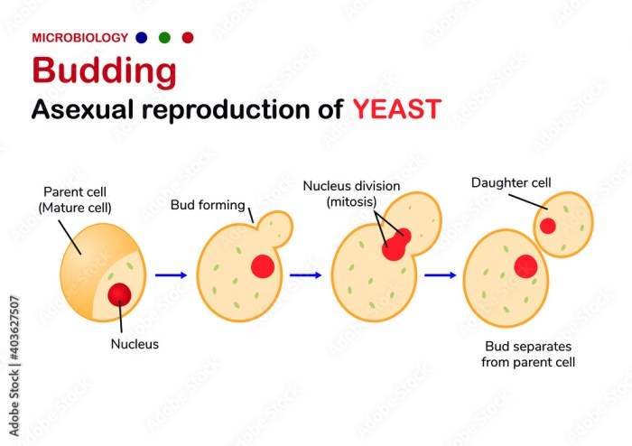 Place the labels into the correct form of asexual reproduction.