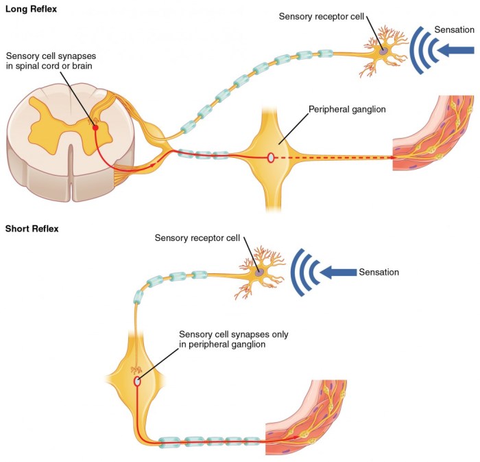 Reflex spinal neuron pathway relay stimulus neurons