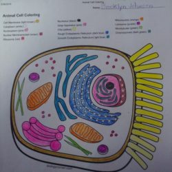 Biology corner animal cell coloring answer key