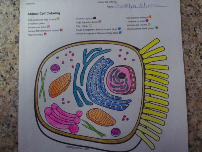 Biology corner animal cell coloring answer key