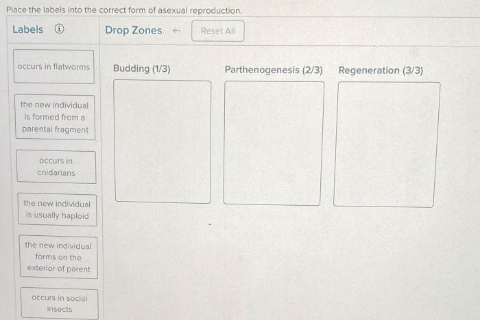 Place the labels into the correct form of asexual reproduction.