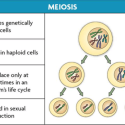 Cell cycle stages division cytokinesis reproduction asexual its consists