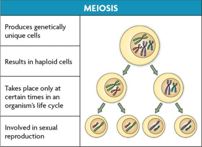 Cell cycle stages division cytokinesis reproduction asexual its consists