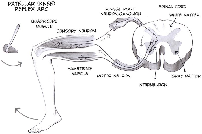 A patellar reflex employs only and motor neurons