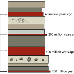 Fossils solved rocks activity events date using answer problem been has