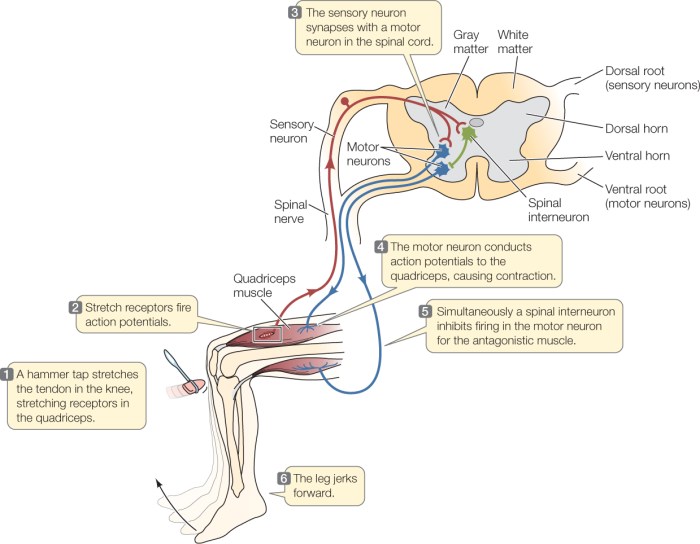 Circuit reflex knee jerk simple neural circuits reflexes muscle response nerve spinal neuron motor cord points nervous anatomy physiology formally