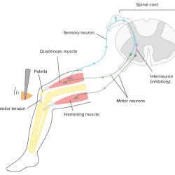 A patellar reflex employs only and motor neurons