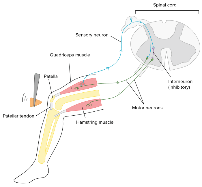 A patellar reflex employs only and motor neurons