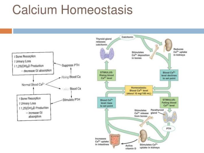 Skeletal homeostasis calcium balance worksheet