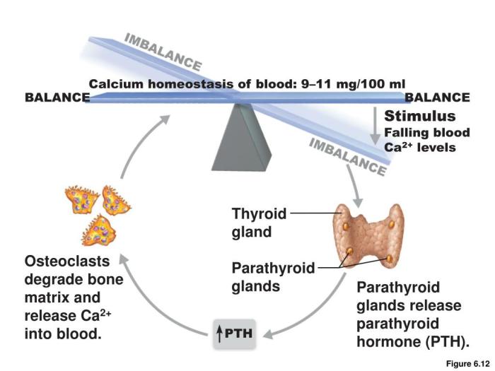 Skeletal homeostasis calcium balance worksheet